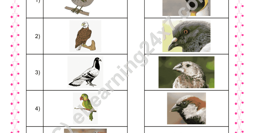 Match Birds Beaks