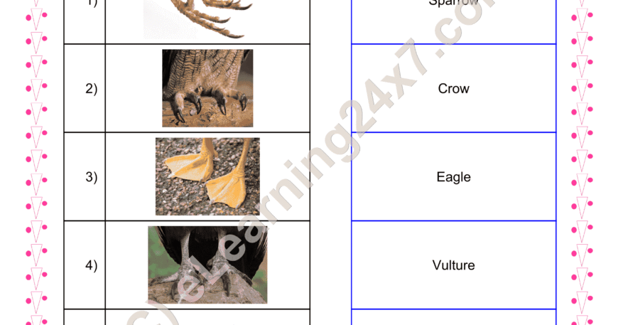 Match Birds Claws