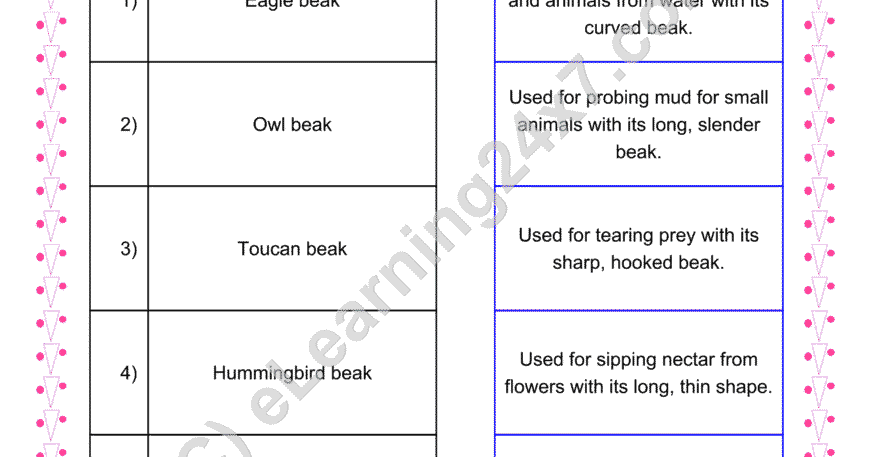 Match Birds Beaks Functions