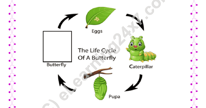 Grade 4, EVS, Animals - Draw Lifecycle, printable PDF, instant download