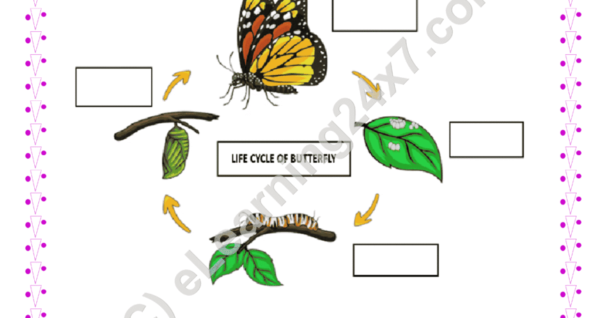 Grade 4, EVS, Animals - Label Lifecycle, printable PDF, instant download