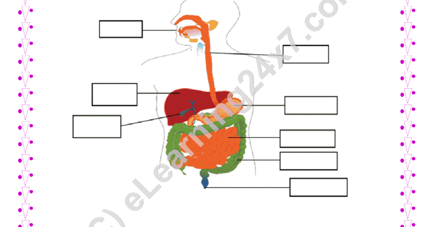 Label Parts Of Digestive System