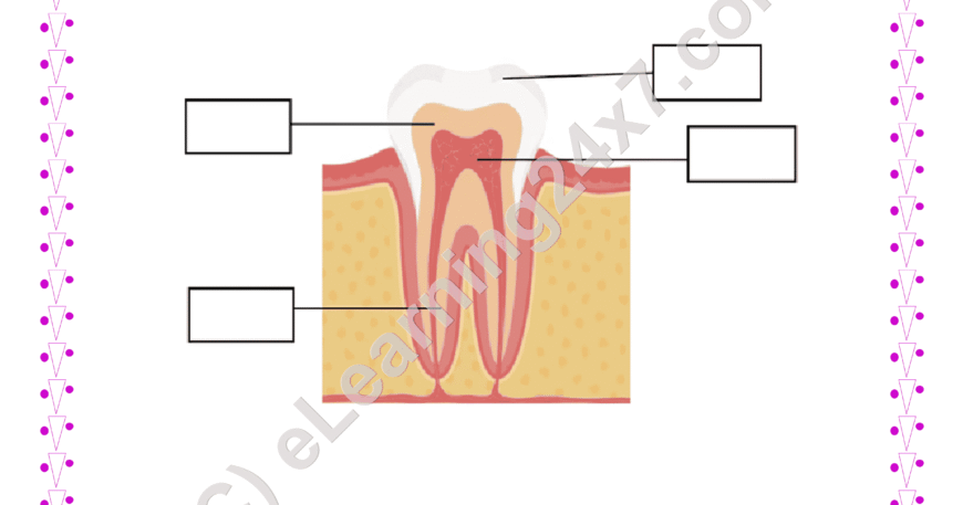 Label Parts Of Teeth