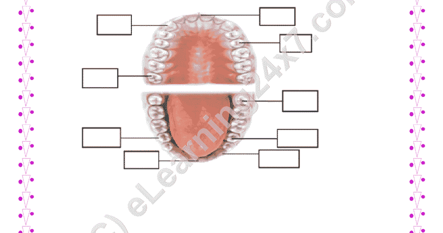 Label Types Of Teeth