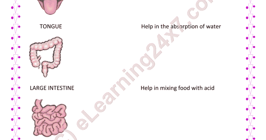 Digestion Process Match