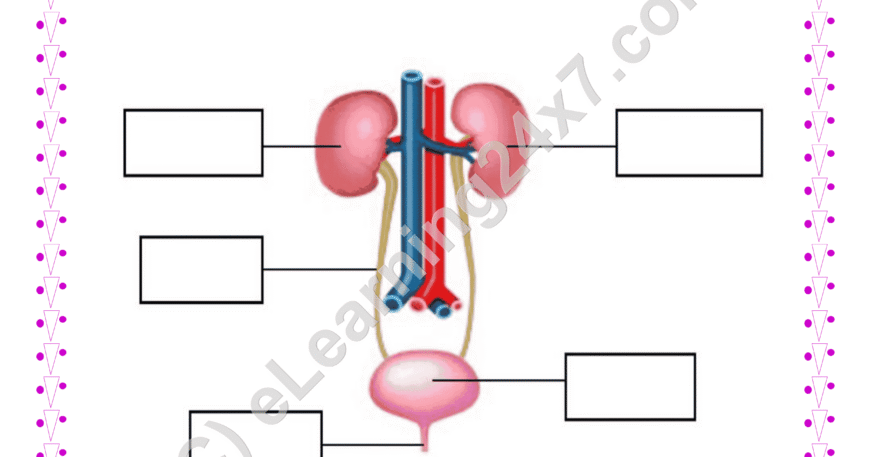Label Urinary System