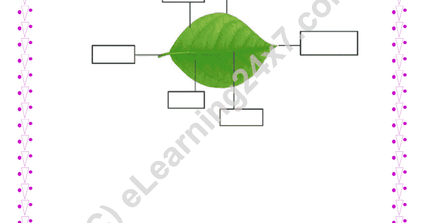 Grade 4, Science, Plants - Label Parts of Leaf, printable PDF, instant download