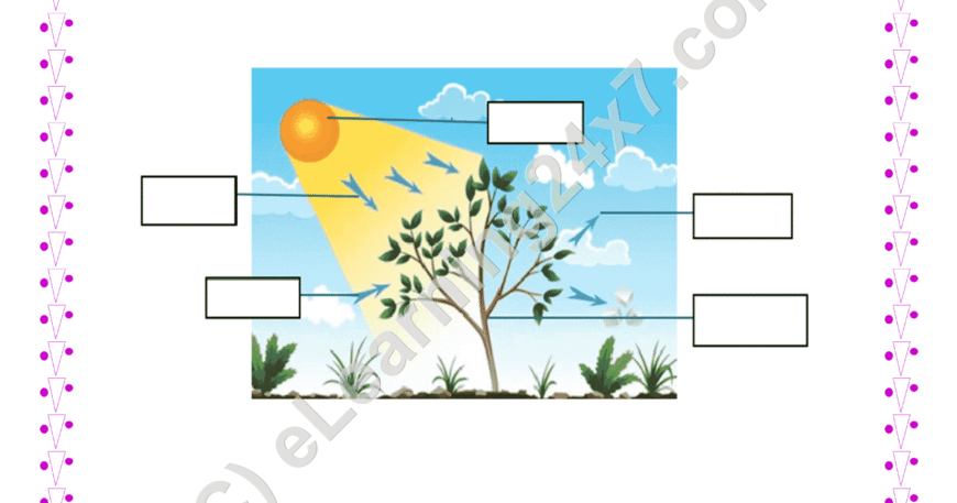 Grade 4, Science, Plants - Label Components Of Photosynthesis, printable PDF, instant download