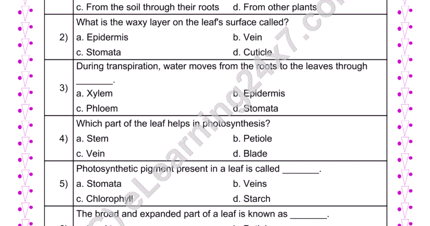 Grade 4, Science, Plants - Parts of Leaf & Photosynthesis MCQs, printable PDF, instant download