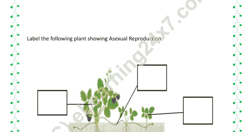 Label Plants Asexual Reproduction