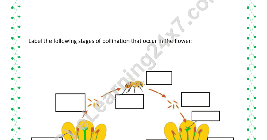 Label Plants Sexual Reproduction