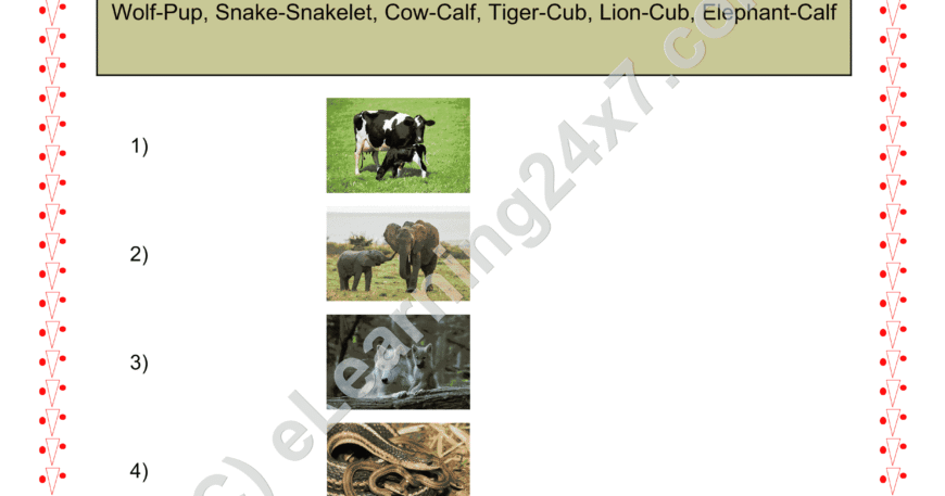 Grade 2, EVS, Animals - Name Animal Babies, printable PDF, instant download