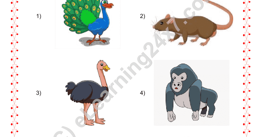 Grade 2, EVS, Animals - Circle Omnivorous Animals, printable PDF, instant download
