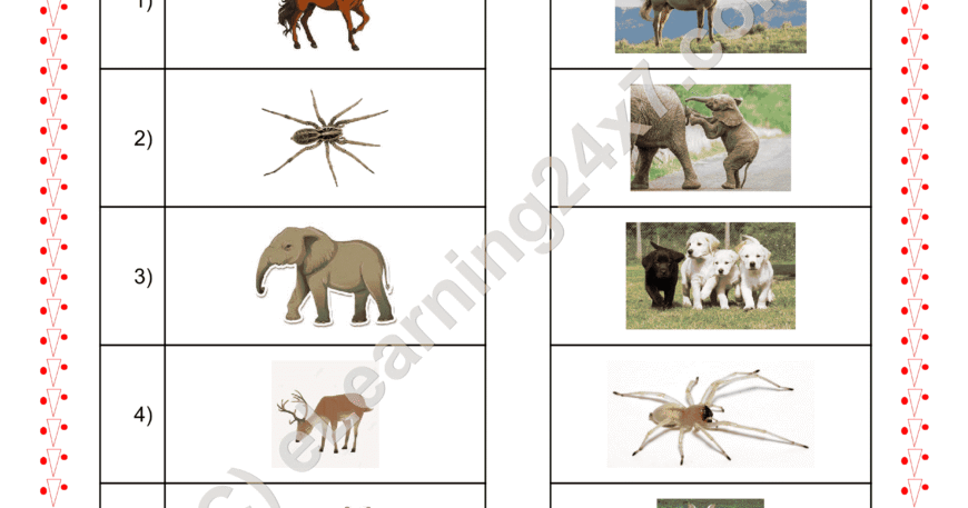 Grade 2, EVS, Animals - Match Animal Babies, printable PDF, instant download