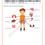 Grade 2, EVS, Body - Name Internal Body Parts, printable PDF, instant download