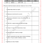 Grade 2, EVS, Body - Muscles & Bones True Or False, printable PDF, instant download