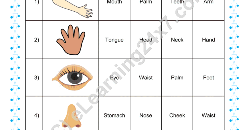 Grade 1, EVS, Body - Image Based MCQs, printable PDF, instant download