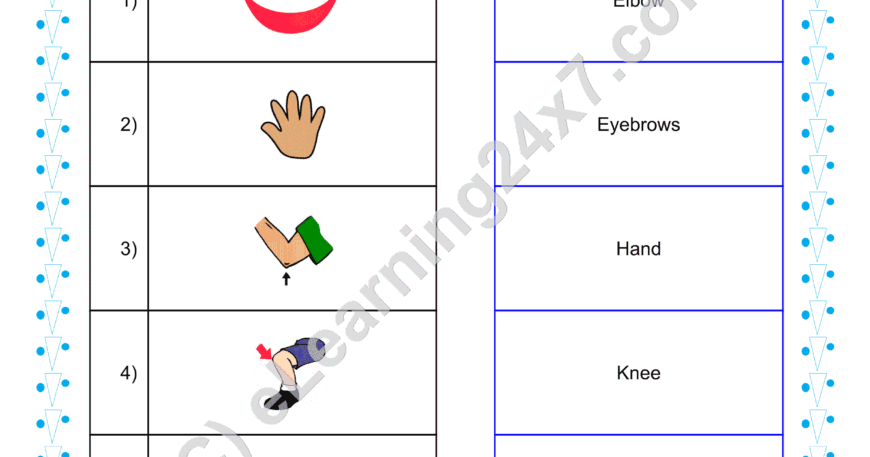 Grade 1, EVS, Body - Match Pairs About Body Parts, printable PDF, instant download